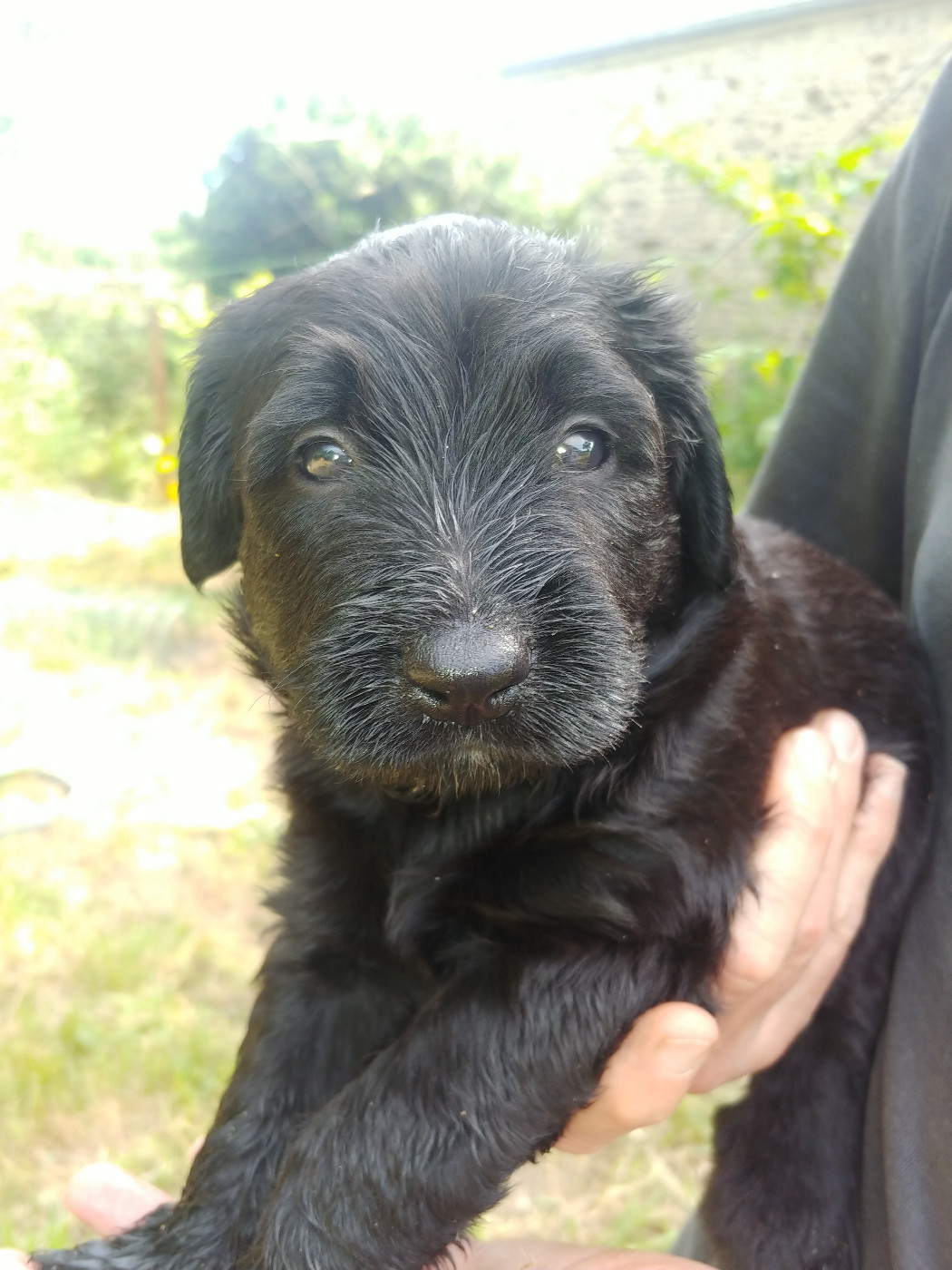 Chiots attendus début mars 2026