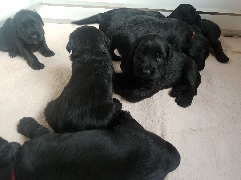 Plus que 3 chiots disponibles
