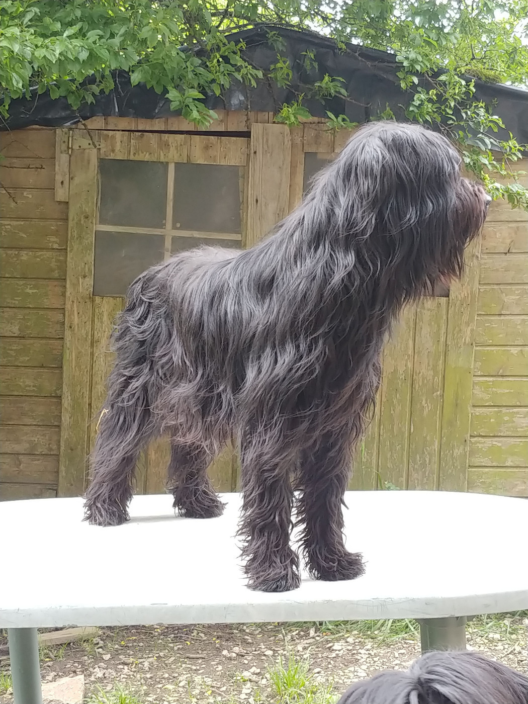 TARKANE De La Cité Paradis