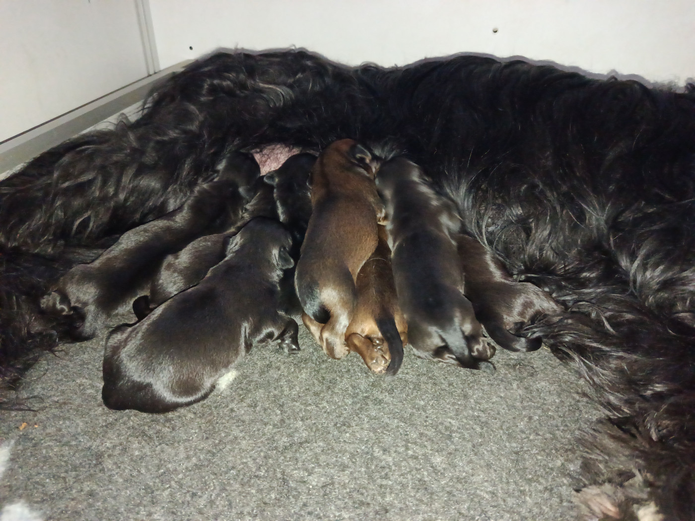 Les P'tits "B" Du Château Melen