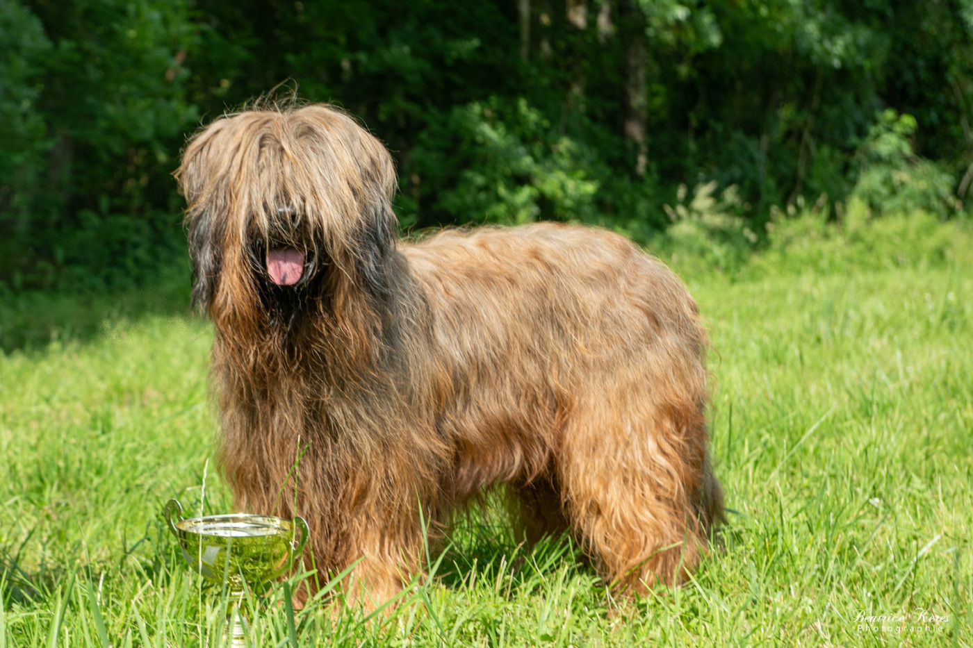 Napoléon Les Pat'O Cou Du Diamant Noir