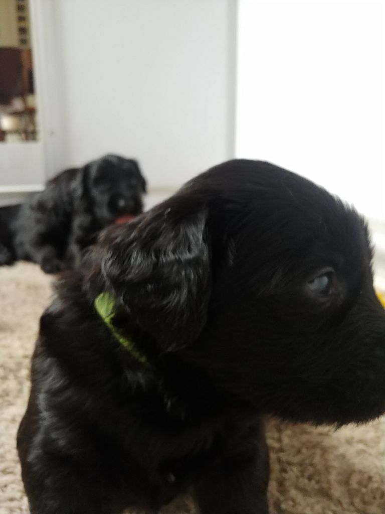 Du Château Melen - Chiots disponibles - Berger de Brie