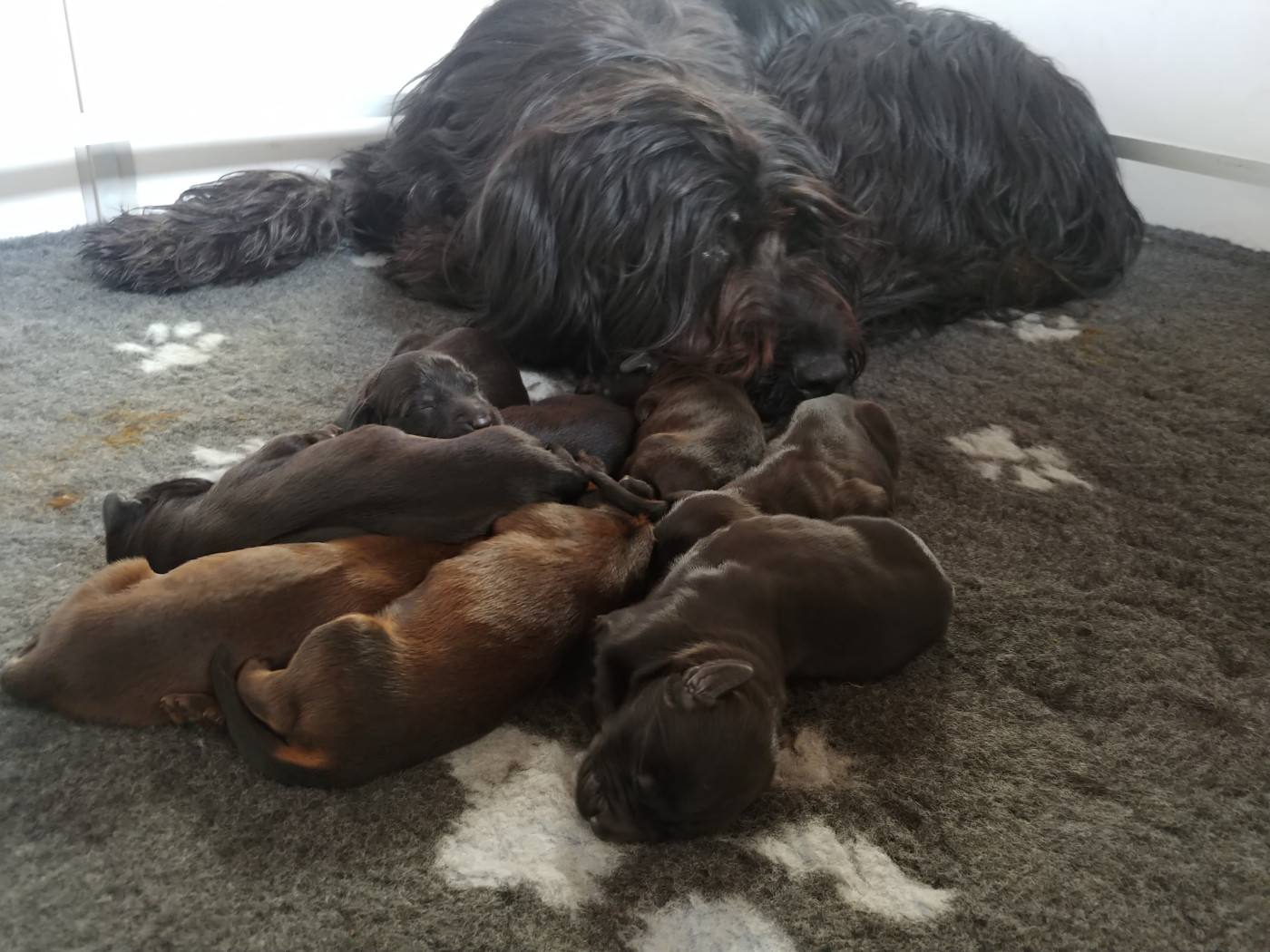 Chiot Berger de Brie Du Château Melen