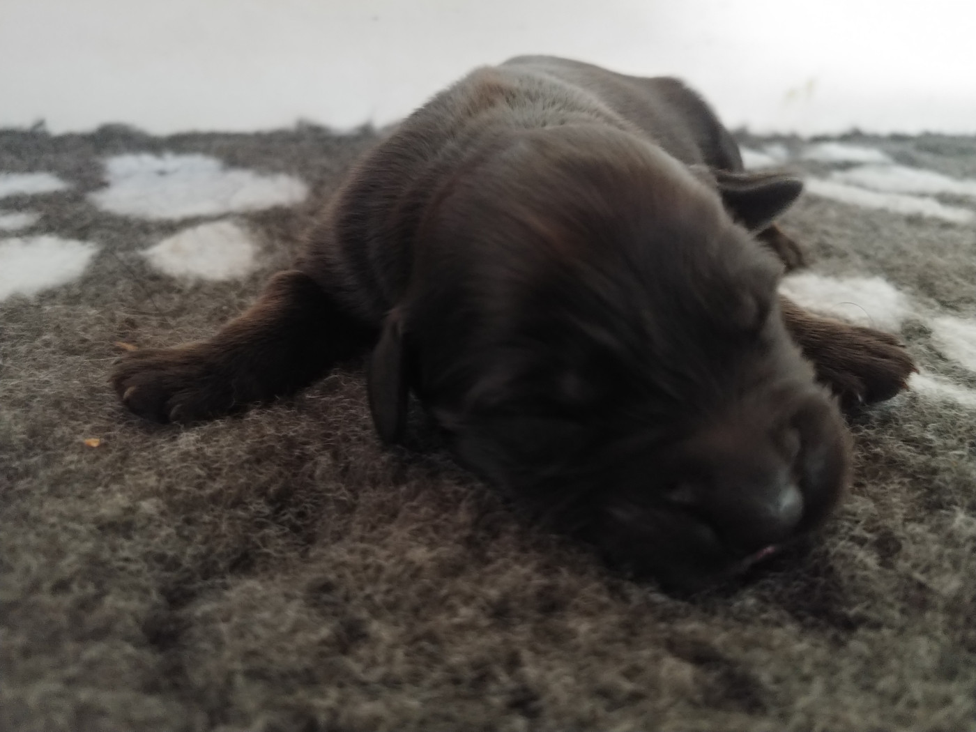 Du Château Melen - Chiots disponibles - Berger de Brie