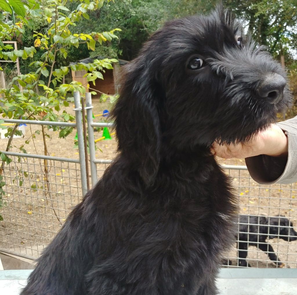 Du Château Melen - Chiots disponibles - Berger de Brie