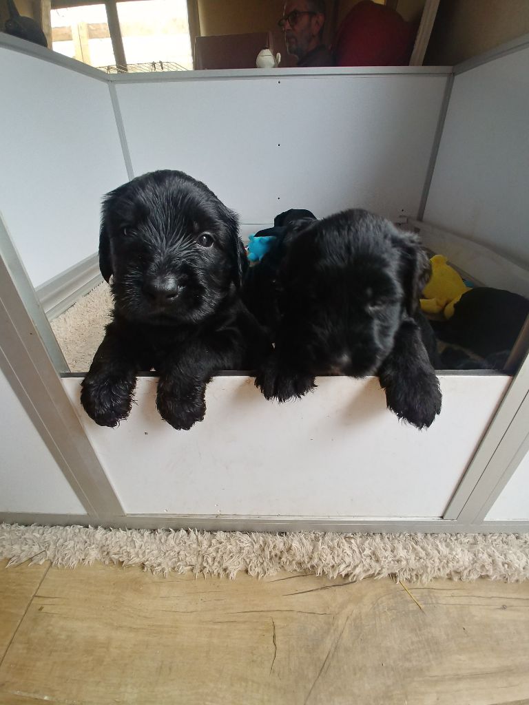 Du Château Melen - Chiots disponibles - Berger de Brie