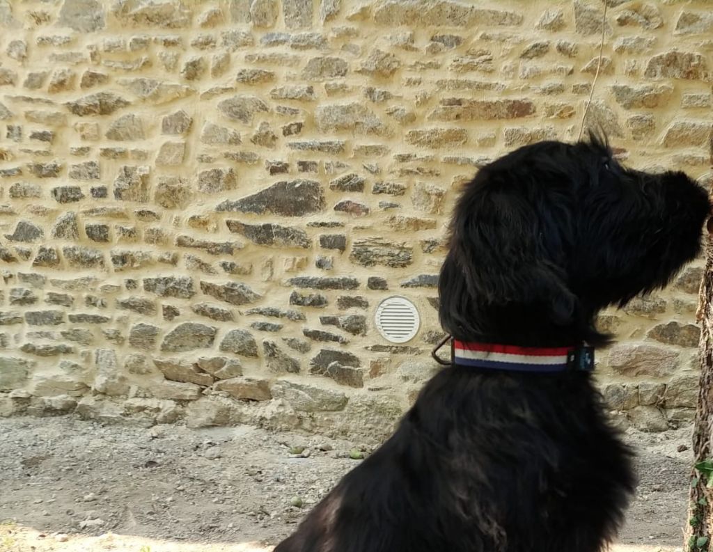 Du Château Melen - Chiots disponibles - Berger de Brie