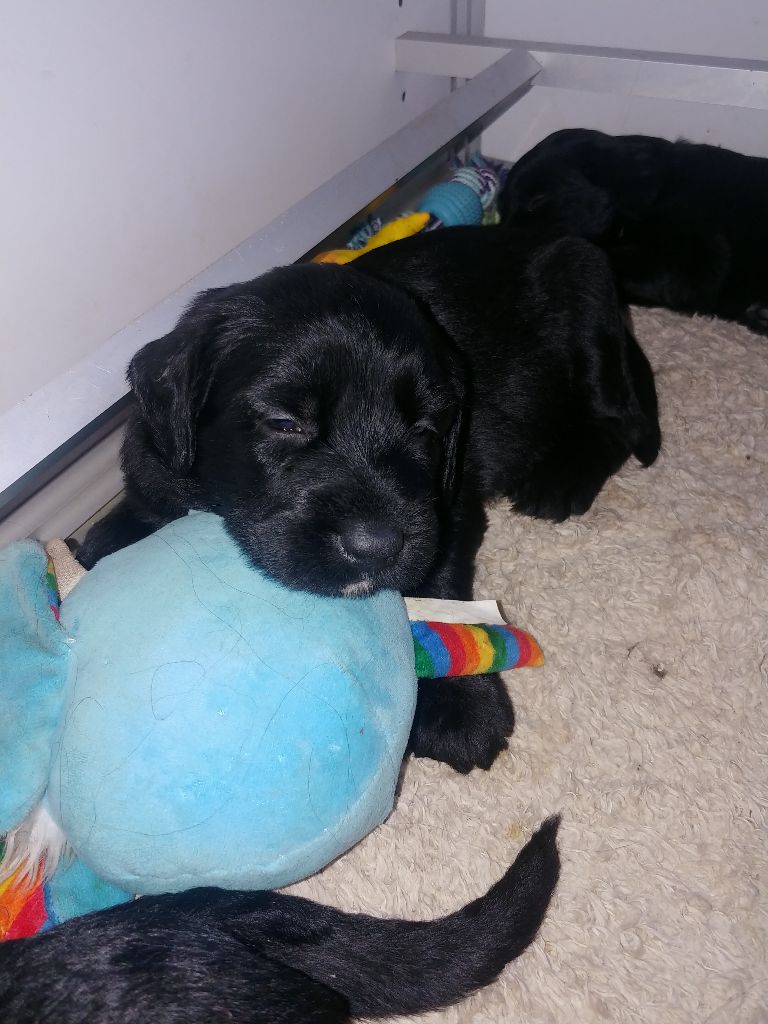 Du Château Melen - Chiots disponibles - Berger de Brie