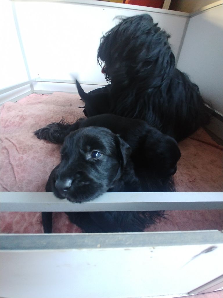Du Château Melen - Chiots disponibles - Berger de Brie