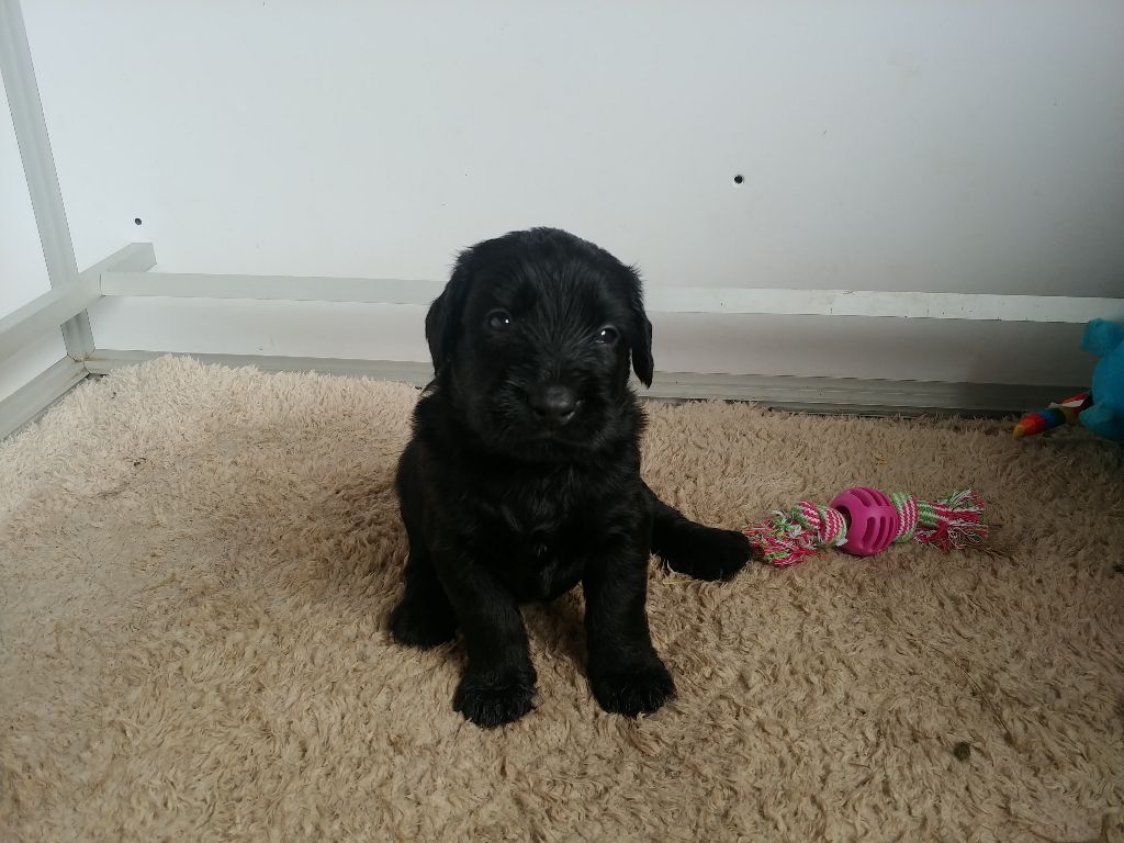 Du Château Melen - Chiots disponibles - Berger de Brie