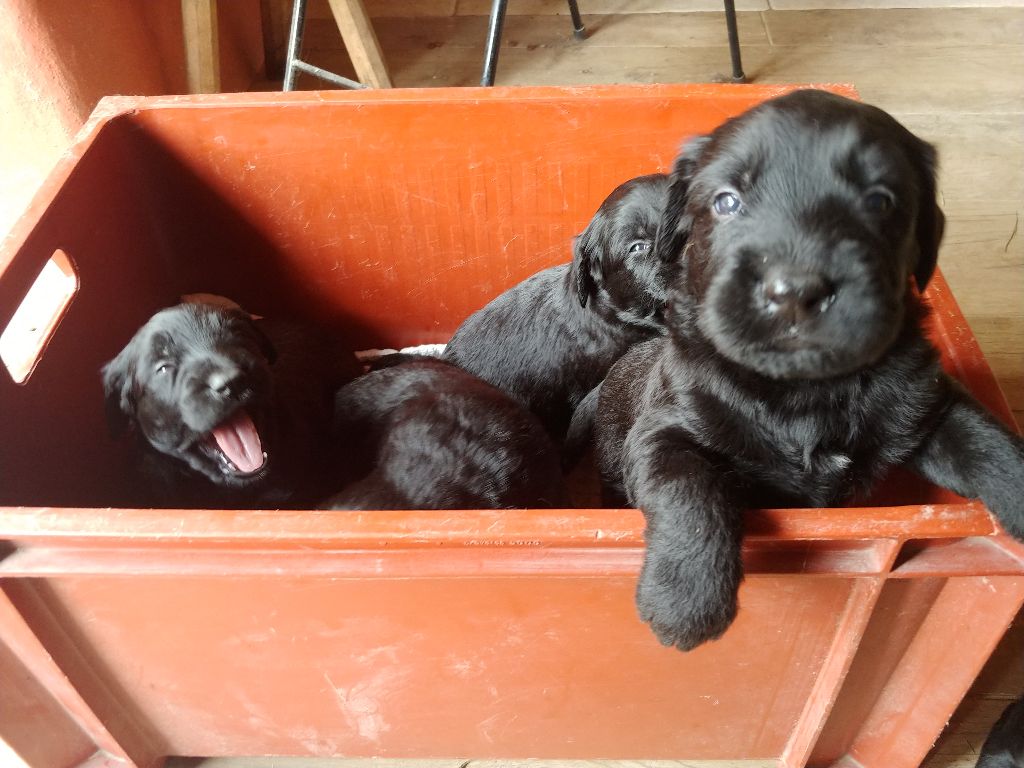 Du Château Melen - Chiots disponibles - Berger de Brie