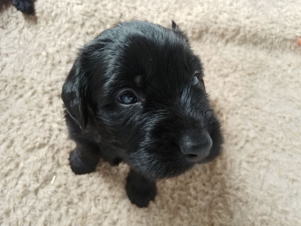 Du Château Melen - Chiots disponibles - Berger de Brie
