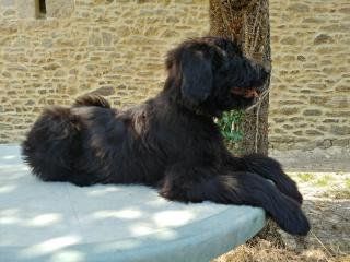 Du Château Melen - Chiots disponibles - Berger de Brie